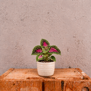 coleus-spacecake-koleus-africka-zihlava-rastlina-rastlinkovo