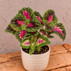 coleus-spacecake-koleus-africka-zihlava-rastlina-rastlinkovo