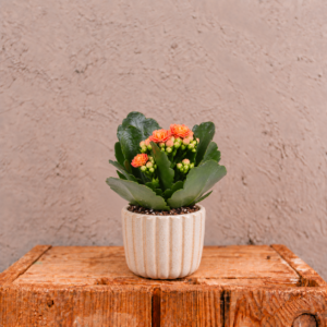 kalanchoe-rosalina-orange-oranzova-rastlina-kvety-rastlinkovo