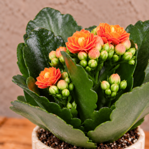 kalanchoe-rosalina-orange-oranzova-rastlina-kvety-rastlinkovo