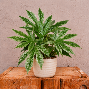 fatsia-japonica-spider-web-rastlina-rastlinkovo