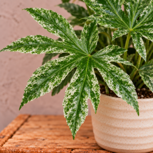 fatsia-japonica-spider-web-rastlina-rastlinkovo