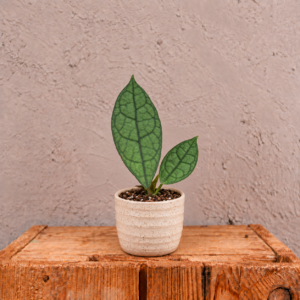 Hoya-clemensiorum-dark-leaf-rostlina-rostlinkovo