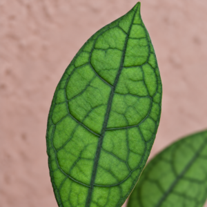 Hoya-clemensiorum-dark-leaf-rostlina-rostlinkovo