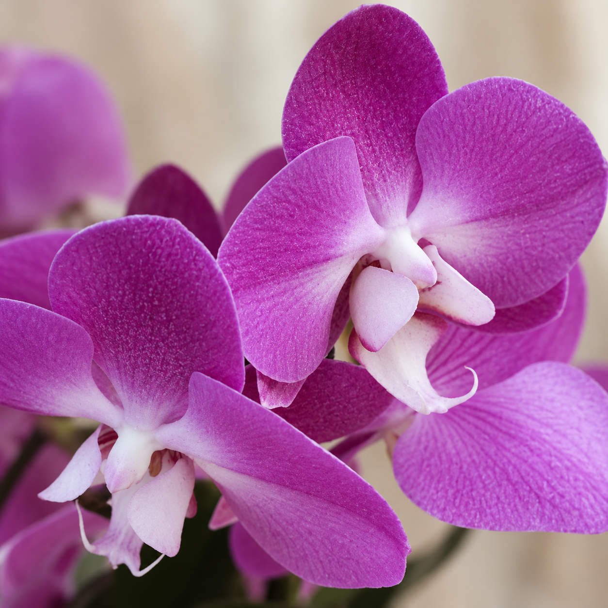 Orchidea phalaenopsis Purple 1 orchidea-phalaeonopsis-rastlinkovo