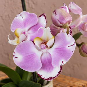 orchidea-phalaenopsis-rastlinkovo