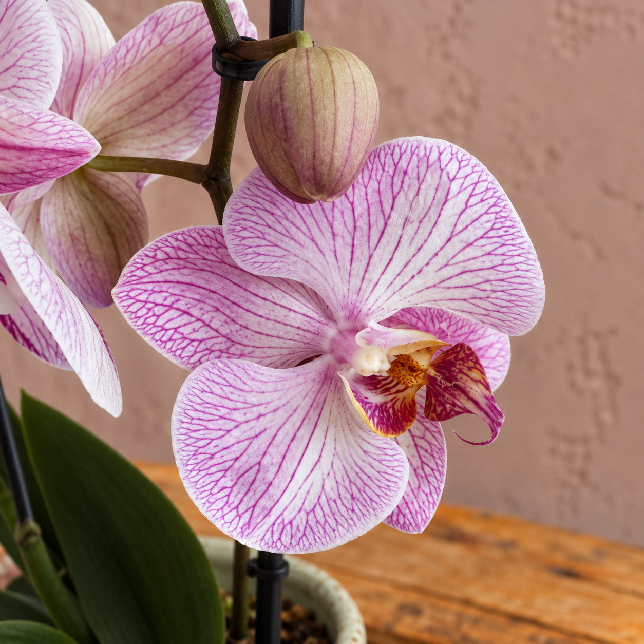 Orchidea phalaenopsis Light veins 1 orchidea-phalaenopsis-rastlinkovo
