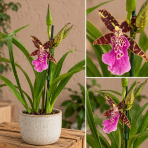 orchidea-brassia-rastlinkovo