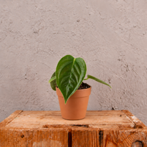 anthurium-veitchii-rastlina-rastlinkovo