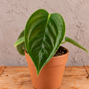 anthurium-veitchii-rastlina-rastlinkovo