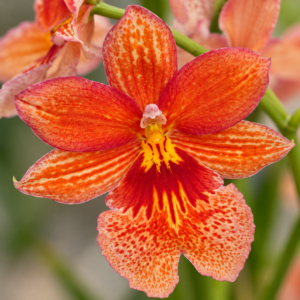 orchidea-cambria-rastlinkovo