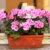 muskaty-pelargonie-rastlinkovo