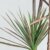 dracaena-dracena-ako-pestovat-rastliny-rastlinkovo