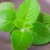 plectranthus-nadchovnik-cuban-oregano-rastlinkovo