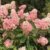 hortenzia-metlinata-hydrangea-paniculata-rastlinkovo