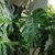 monstera-deliciosa-pestovanie-rastlinkovo
